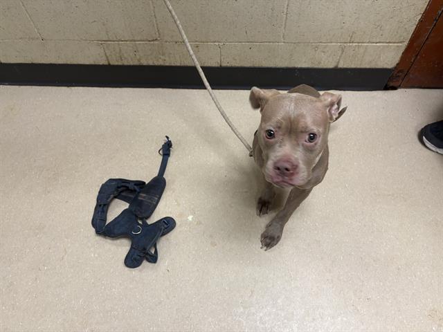Shelter Stray Female Dog last seen 12TH/RING, 3839 W Burnham St, West Milwaukee, WI 53215, USA