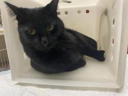 Shelter Stray Male Cat last seen Near BLOCK N 37TH ST, 3839 W Burnham St, West Milwaukee, WI 53215, USA