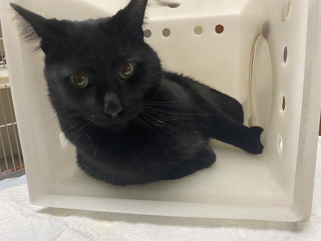 Shelter Stray Male Cat last seen Near BLOCK N 37TH ST, 3839 W Burnham St, West Milwaukee, WI 53215, USA