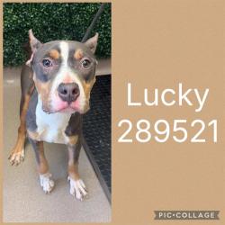 Shelter Stray Male Dog last seen GOODALL RD S, 4214 Fulton Mill Rd, Macon, GA 31216, USA