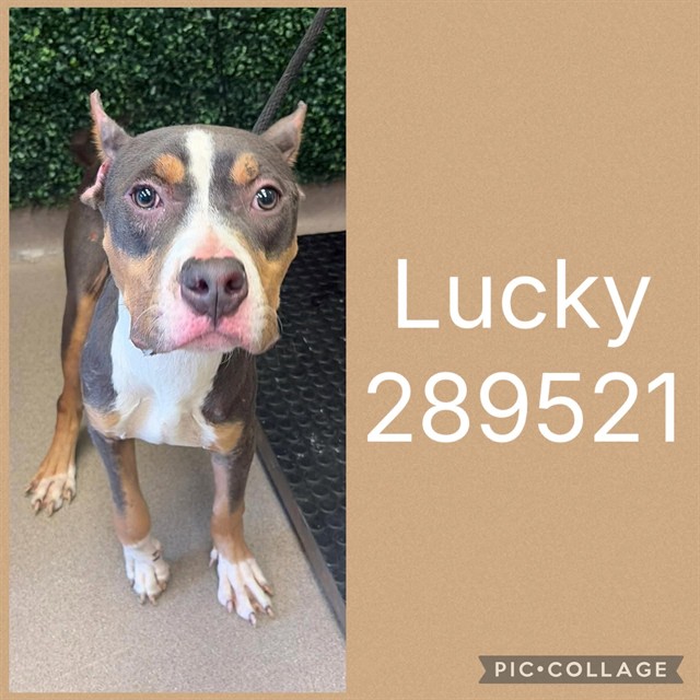 Shelter Stray Male Dog last seen GOODALL RD S, 4214 Fulton Mill Rd, Macon, GA 31216, USA