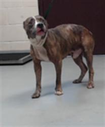 Shelter Stray Male Dog last seen , 4704 Corporation Dr, Fayetteville, NC 28306, USA