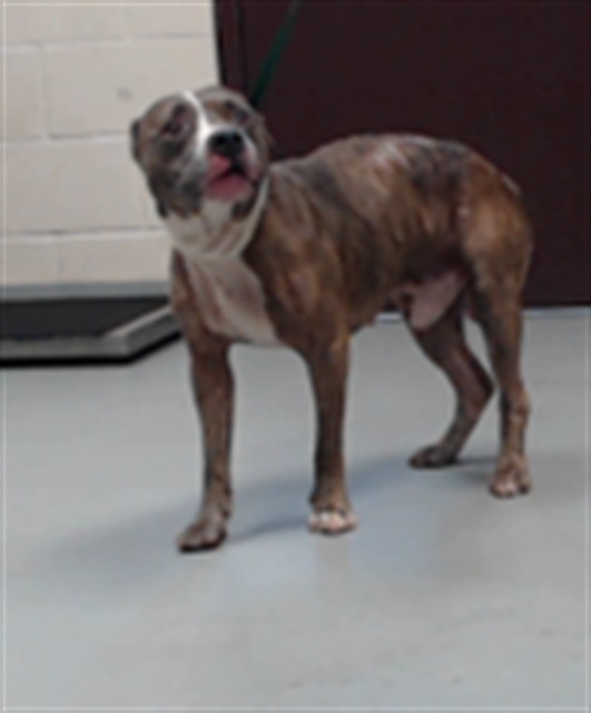 Shelter Stray Male Dog last seen , 4704 Corporation Dr, Fayetteville, NC 28306, USA