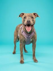 Shelter Stray Male Dog last seen Near BLOCK WATER STREET, 2020 Forest St, Jacksonville, FL 32204, USA