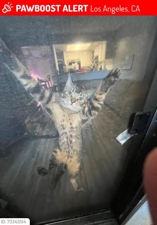 Lost Male Cat last seen Off of 18th specifically, Los Angeles, CA 90019