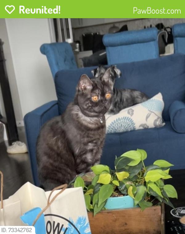 Reunited Male Cat last seen Easton Commons Apartments, Columbus, OH 43219