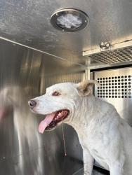 Shelter Stray Unknown Dog last seen Near BLOCK S KENTUCKY PL, OKLAHOMA CITY OK 73108, 2811 SE 29th St, Oklahoma City, OK 73129, USA