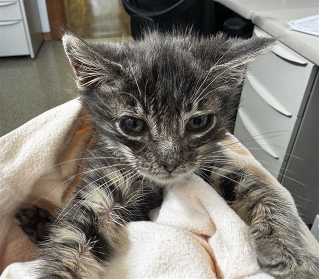 Shelter Stray Male Cat last seen CASSIO CIR, 1950 Stevenson Blvd, Fremont, CA 94538, USA