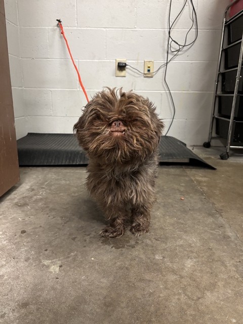 Shelter Stray Male Dog last seen OLIVE BLVD,63132, 10521 Baur Blvd, Olivette, MO 63132, USA