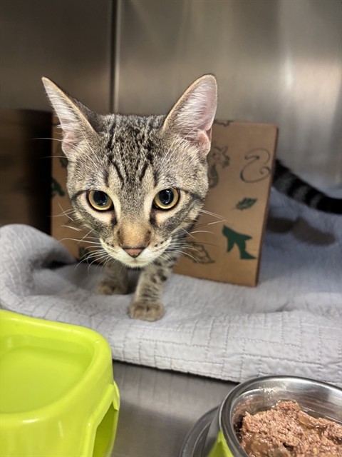 Shelter Stray Male Cat last seen CREVE COEUR,63146, 10521 Baur Blvd, Olivette, MO 63132, USA