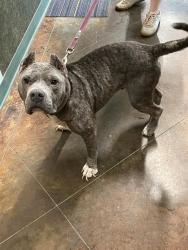 Shelter Stray Female Dog last seen NORTHSHORE SQUARE, 31078 LA-36, Lacombe, LA 70445, USA