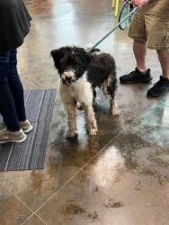 Shelter Stray Female Dog last seen N MADISON ST, 31078 LA-36, Lacombe, LA 70445, USA