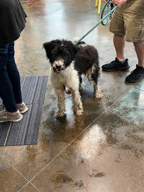 Shelter Stray Female Dog last seen N MADISON ST, 31078 LA-36, Lacombe, LA 70445, USA