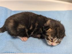 Shelter Stray Male Cat last seen Near BLOCK 62ND WAY S, KENT WA 98032, 21615 64th Ave S, Kent, WA 98032, USA