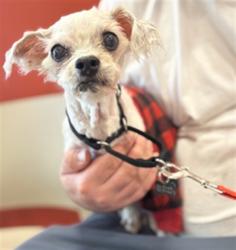 Shelter Stray Female Dog last seen Near BLOCK BISHOP LANE, 3528 Newburg Rd, Louisville, KY 40218, USA