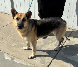 Shelter Stray Female Dog last seen Near BLOCK CRAIG AVENUE, 3528 Newburg Rd, Louisville, KY 40218, USA