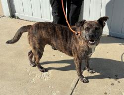 Shelter Stray Female Dog last seen Near BLOCK CRAIG AVENUE, 3528 Newburg Rd, Louisville, KY 40218, USA