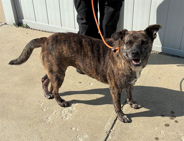Shelter Stray Female Dog last seen Near BLOCK CRAIG AVENUE, 3528 Newburg Rd, Louisville, KY 40218, USA