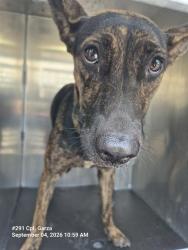 Shelter Stray Female Dog last seen MONTEZUMA, 4710 TX-151, San Antonio, TX 78227, USA