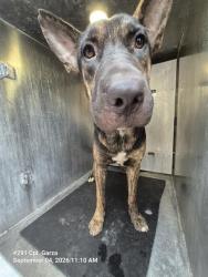 Shelter Stray Male Dog last seen MONTEZUMA, 4710 TX-151, San Antonio, TX 78227, USA
