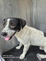 Shelter Stray Male Dog last seen MONTEZUMA, 4710 TX-151, San Antonio, TX 78227, USA