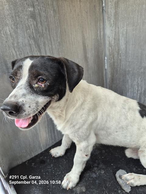 Shelter Stray Male Dog last seen MONTEZUMA, 4710 TX-151, San Antonio, TX 78227, USA