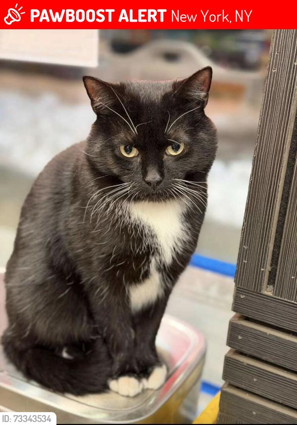 Lost Male Cat last seen Green Deli, New York, NY 10014