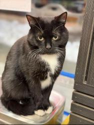 Lost Male Cat last seen Green Deli, New York, NY 10014