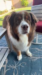 Reunited Male Dog last seen Elkhorn and Tule Springs Parkway, North Las Vegas, NV 89084