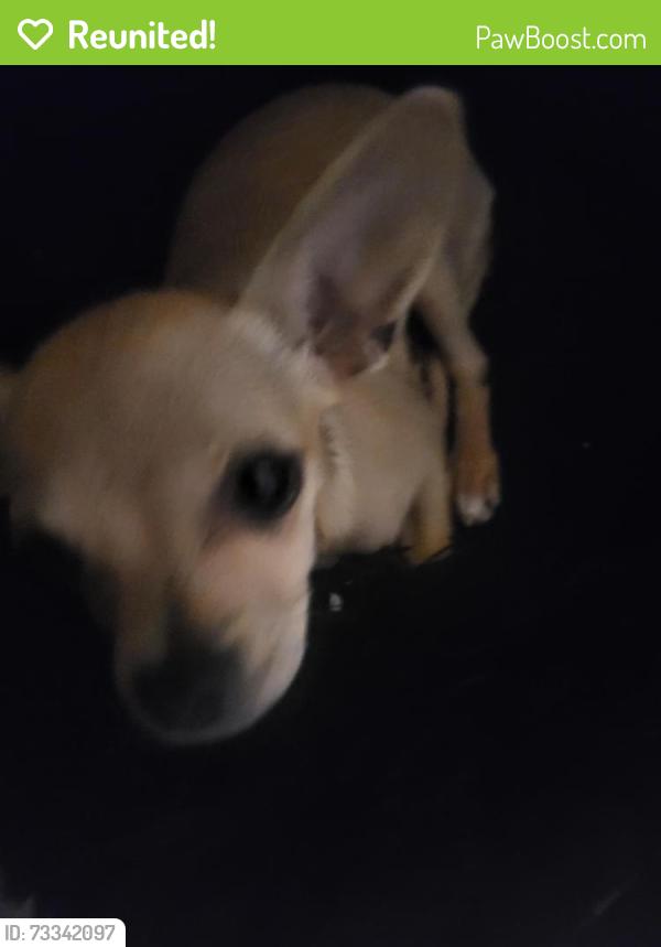 Reunited Female Dog last seen 54th Ave, Vancouver, BC V6P 1M2