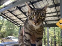 Found/Stray Female Cat last seen intersection of Pats Rd and HWY 690, Vass, NC 28394