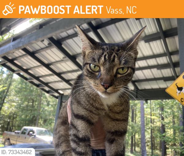 Found/Stray Female Cat last seen intersection of Pats Rd and HWY 690, Vass, NC 28394