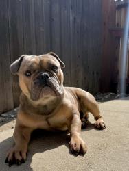 Lost Male Dog last seen Carnelian St. -Near Carnelian Elementary School, Rancho Cucamonga, CA 91701