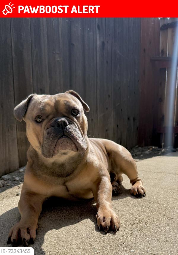 Lost Male Dog last seen Carnelian St. -Near Carnelian Elementary School, Rancho Cucamonga, CA 91701