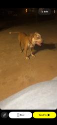 Lost Male Dog last seen Cummings, Burlington, NC 27217