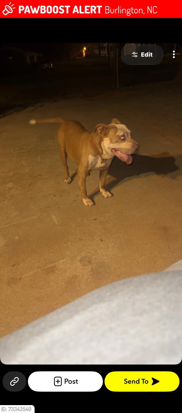 Lost Male Dog last seen Cummings, Burlington, NC 27217