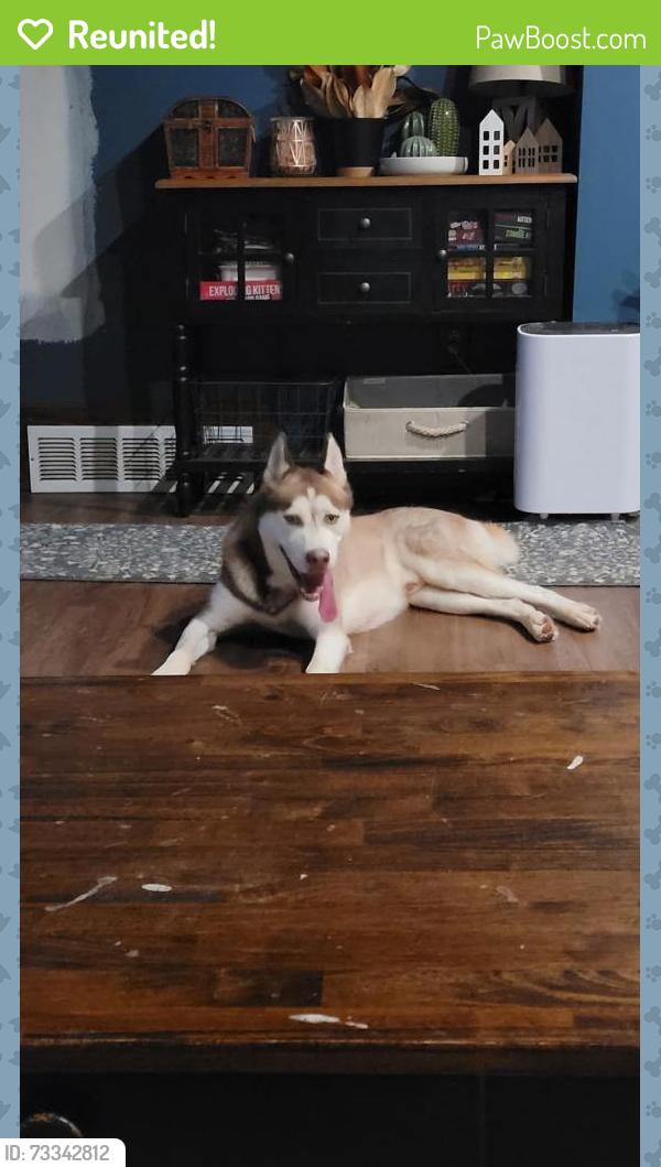 Reunited Male Dog last seen Behind bowling alley. Lincoln Place/ West Mifflin, Pittsburgh, PA 15207