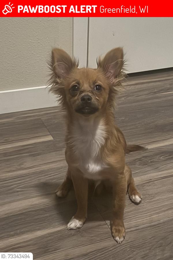 Lost Male Dog last seen Educators bank, Greenfield, WI 53221