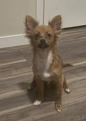 Lost Male Dog last seen Educators bank, Greenfield, WI 53221