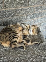 Lost Female Cat last seen Holiday Oil on 3500 S, West Valley City, UT 84120