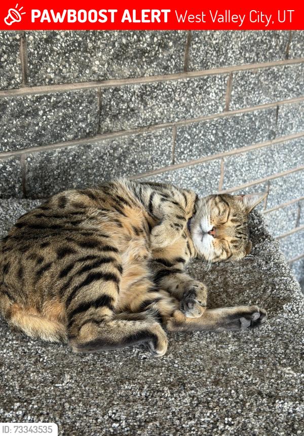 Lost Female Cat last seen Holiday Oil on 3500 S, West Valley City, UT 84120