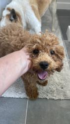 Found/Stray Male Dog last seen Danewood, Short Pump, VA 23233
