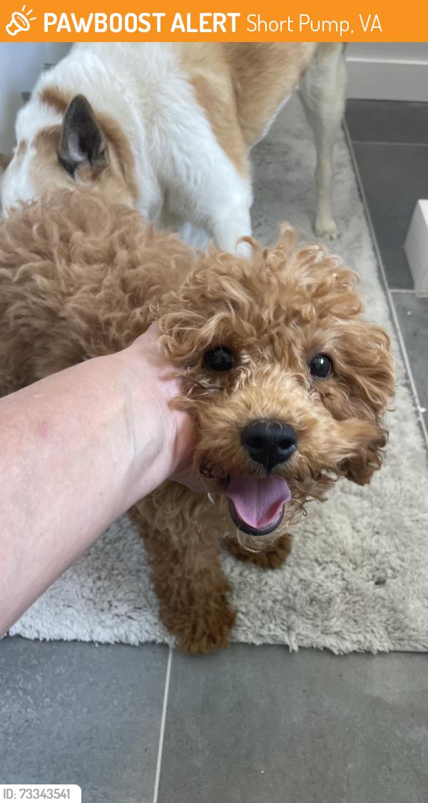 Found/Stray Male Dog last seen Danewood, Short Pump, VA 23233