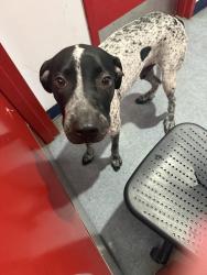 Found/Stray Male Dog last seen Sunrise and sunset strip, Sunrise, FL 33313