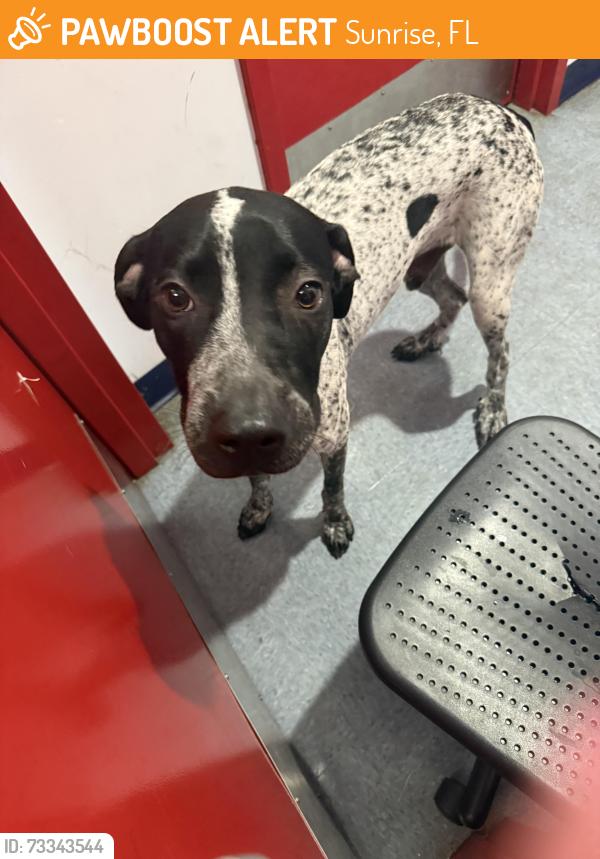Found/Stray Male Dog last seen Sunrise and sunset strip, Sunrise, FL 33313