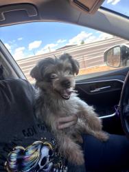 Found/Stray Male Dog last seen Neighborhood off Wheeler near the arroyo, Veguita, NM 87062