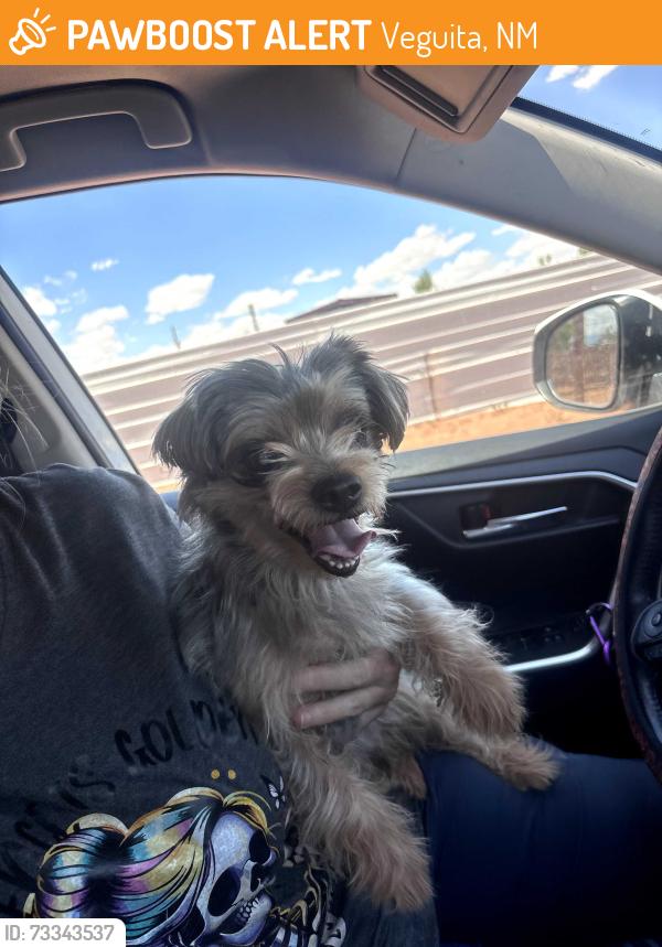 Found/Stray Male Dog last seen Neighborhood off Wheeler near the arroyo, Veguita, NM 87062