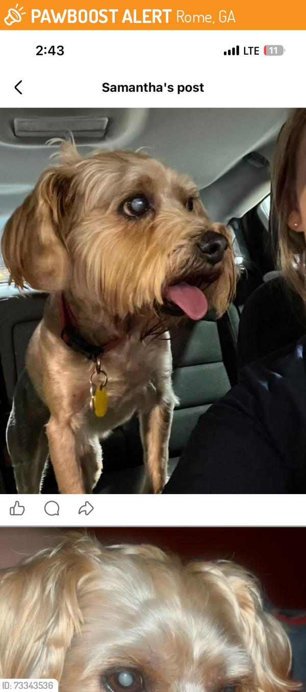 Found/Stray Male Dog last seen Turner Mcall blvd. Rome, Ga, Rome, GA 30161