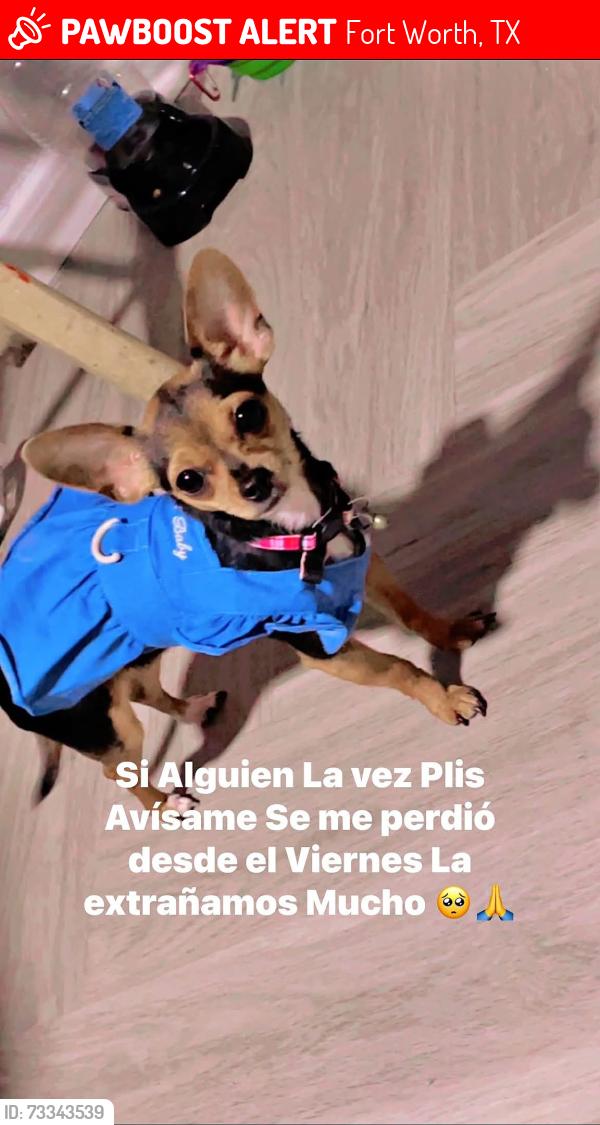 Lost Female Dog last seen Near arbor place Fort Worth Texas 76132, Fort Worth, TX 76132