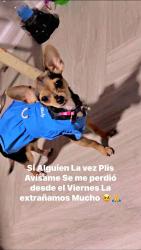 Lost Female Dog last seen Near arbor place Fort Worth Texas 76132, Fort Worth, TX 76132